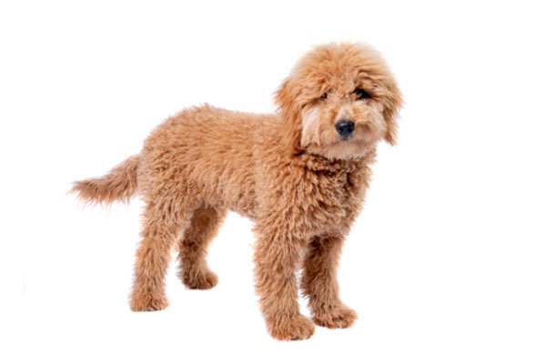 Buy Goldendoodle Puppy in Singapore